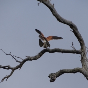 Falco cenchroides at O'Malley, ACT - 10 Oct 2022