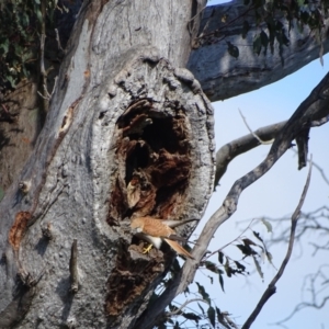 Falco cenchroides at O'Malley, ACT - 10 Oct 2022