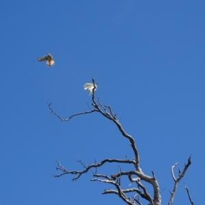 Falco cenchroides at O'Malley, ACT - 10 Oct 2022