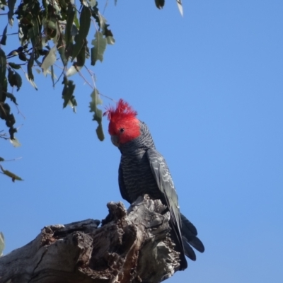 Callocephalon fimbriatum (Gang-gang Cockatoo) at O'Malley, ACT - 10 Oct 2022 by Mike