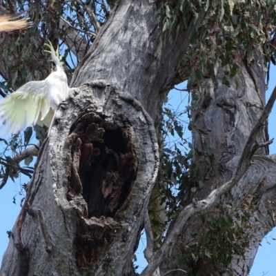 Cacatua galerita (Sulphur-crested Cockatoo) at GG214 - 10 Oct 2022 by Mike
