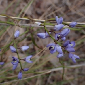 Comesperma volubile at Cook, ACT - 9 Oct 2022 01:43 PM