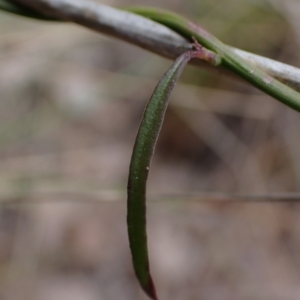 Comesperma volubile at Cook, ACT - 9 Oct 2022 01:43 PM