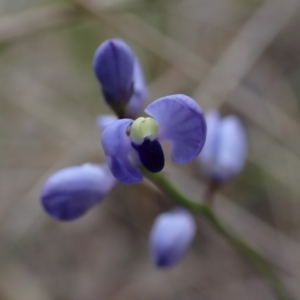 Comesperma volubile at Cook, ACT - 9 Oct 2022 01:43 PM