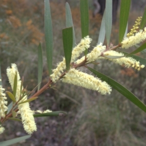 Acacia floribunda at Cook, ACT - 9 Oct 2022