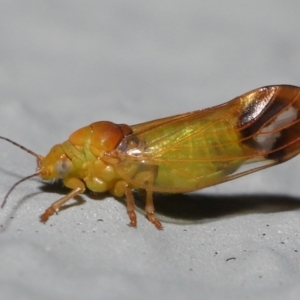 Psyllidae sp. (family) at Acton, ACT - 2 Oct 2022