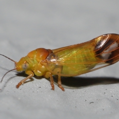 Psyllidae sp. (family) (Unidentified psyllid or lerp insect) at Acton, ACT - 1 Oct 2022 by TimL