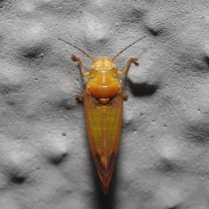 Psyllidae sp. (family) at Acton, ACT - 2 Oct 2022