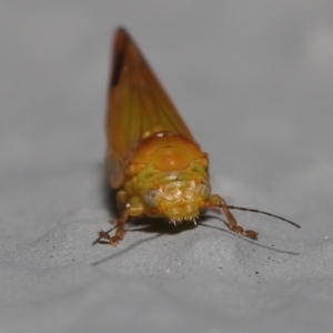 Psyllidae sp. (family) at Acton, ACT - 2 Oct 2022