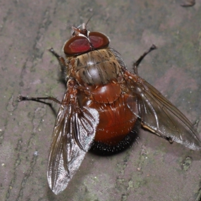 Calliphora ochracea (Reddish Brown blowfly) at Acton, ACT - 1 Oct 2022 by TimL