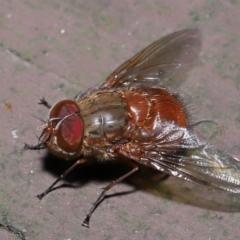 Calliphora ochracea at Acton, ACT - 2 Oct 2022