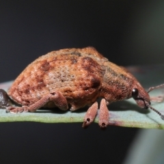 Gonipterus scutellatus (Eucalyptus snout beetle, gum tree weevil) at Acton, ACT - 2 Oct 2022 by TimL