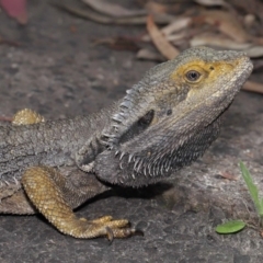 Pogona barbata (Eastern Bearded Dragon) at ANBG - 2 Oct 2022 by TimL