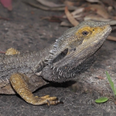 Pogona barbata (Eastern Bearded Dragon) at Acton, ACT - 2 Oct 2022 by TimL