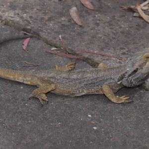 Pogona barbata at Acton, ACT - suppressed