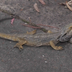 Pogona barbata at Acton, ACT - 2 Oct 2022