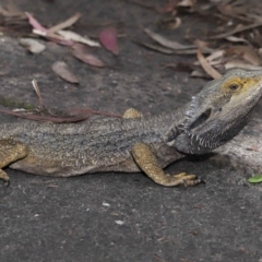 Pogona barbata at Acton, ACT - suppressed