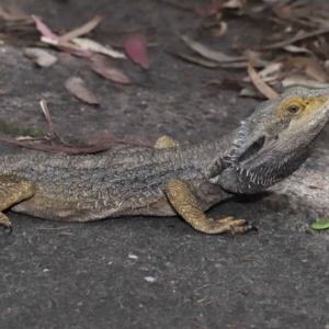 Pogona barbata at Acton, ACT - 2 Oct 2022