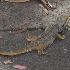 Pogona barbata at Acton, ACT - suppressed