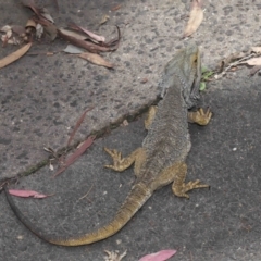 Pogona barbata at Acton, ACT - suppressed