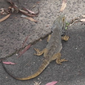Pogona barbata at Acton, ACT - suppressed