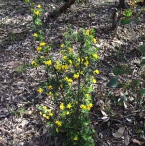 Genista monspessulana at Yarralumla, ACT - 21 Sep 2020