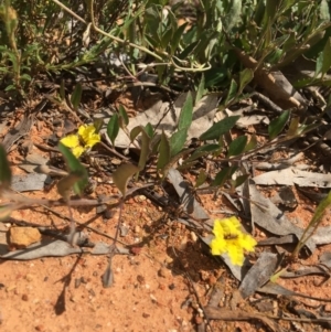 Goodenia hederacea subsp. hederacea at Yarralumla, ACT - 23 Oct 2021 11:14 AM