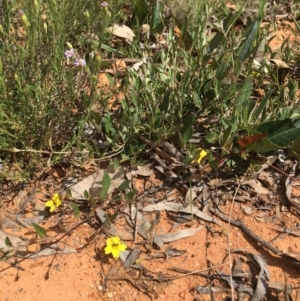 Goodenia hederacea subsp. hederacea at Yarralumla, ACT - 23 Oct 2021 11:14 AM