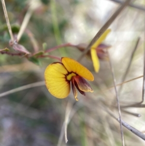 Bossiaea buxifolia at Watson, ACT - 10 Oct 2022