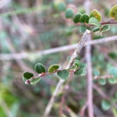 Bossiaea buxifolia at Watson, ACT - 10 Oct 2022