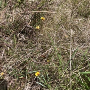 Bossiaea buxifolia at Watson, ACT - 10 Oct 2022