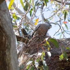 Callocephalon fimbriatum (Gang-gang Cockatoo) at Penrose, NSW - 9 Oct 2022 by Aussiegall