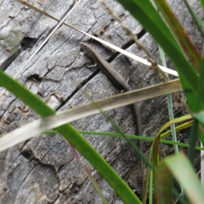 Lampropholis delicata (Delicate Skink) at Point 4997 - 4 Oct 2022 by Christine