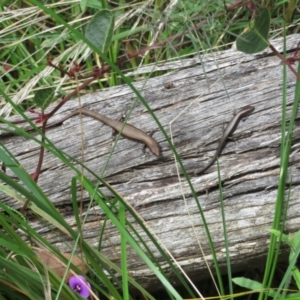 Lampropholis delicata at Molonglo Valley, ACT - 4 Oct 2022