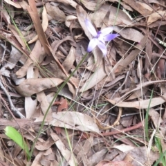 Glossodia major at Point 4999 - suppressed