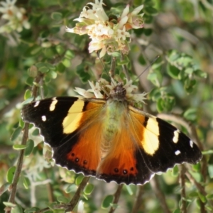 Vanessa itea at Bonner, ACT - 9 Oct 2022