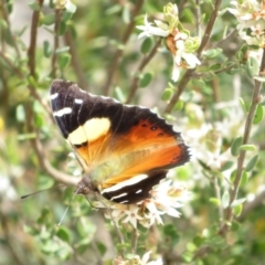 Vanessa itea at Bonner, ACT - 9 Oct 2022