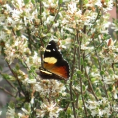 Vanessa itea at Bonner, ACT - 9 Oct 2022