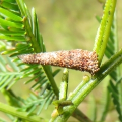 Lepidoscia (genus) IMMATURE (Unidentified Cone Case Moth larva, pupa, or case) at Bonner, ACT - 9 Oct 2022 by Christine