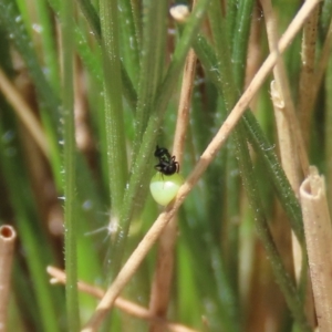 Herimosa albovenata at suppressed - suppressed