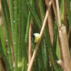 Herimosa albovenata at suppressed - suppressed