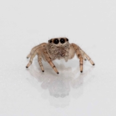 Opisthoncus grassator (Jumping spider) at Jerrabomberra, NSW - 25 Sep 2022 by MarkT