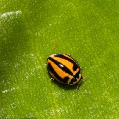 Micraspis frenata (Striped Ladybird) at Kurnell, NSW - 7 Oct 2022 by Roger