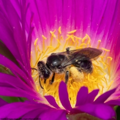 Leioproctus sp. (genus) (Plaster bee) at Kamay Botany Bay National Park - 7 Oct 2022 by Roger