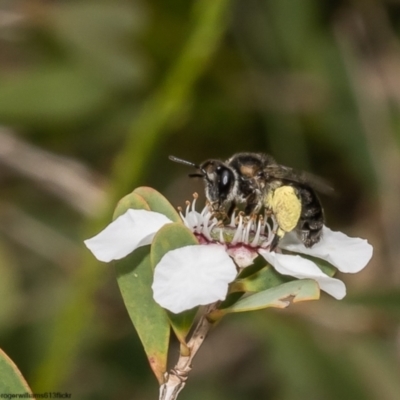Apiformes (informal group) (Unidentified bee) at Kurnell, NSW - 8 Oct 2022 by Roger