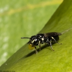 Hylaeus (Prosopisteron) sp. (genus & subgenus) (Masked Bee) at Kurnell, NSW - 8 Oct 2022 by Roger