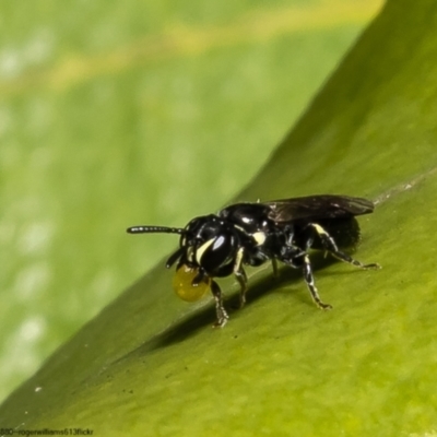 Hylaeus (Prosopisteron) sp. (genus & subgenus) (Masked Bee) at Kamay Botany Bay National Park - 8 Oct 2022 by Roger
