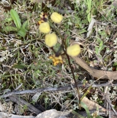 Diuris pardina (Leopard Doubletail) at Sutton, NSW - 11 Oct 2022 by Jenny54