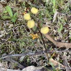 Diuris pardina (Leopard Doubletail) at Sutton, NSW - 10 Oct 2022 by Jenny54