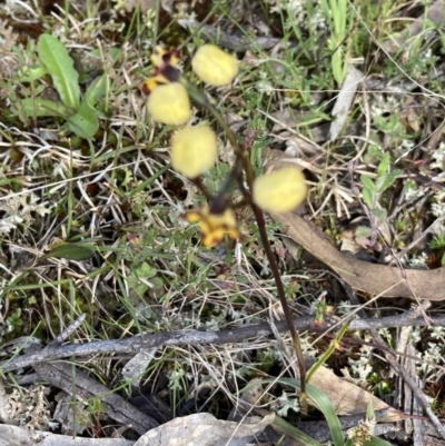 Diuris pardina (Leopard Doubletail) at Sutton, NSW - 10 Oct 2022 by Jenny54